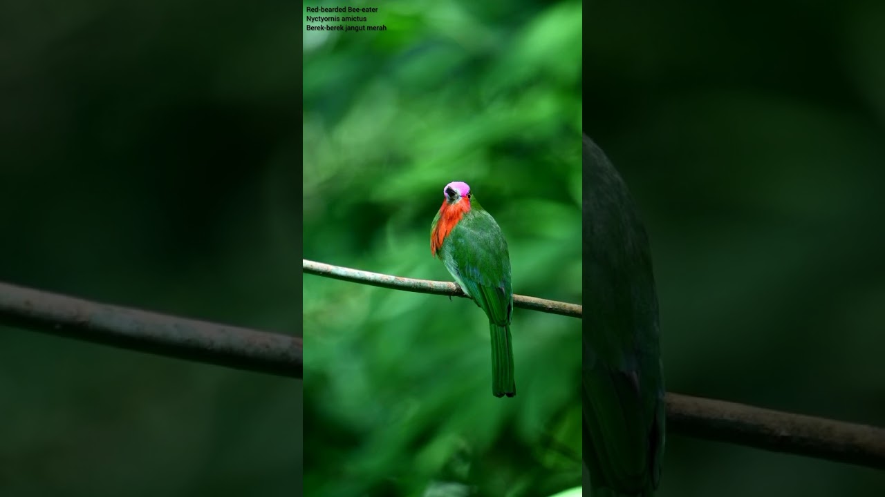 Red-bearded Bee-eater Nyctyornis amictus