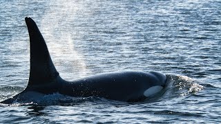 Spekkhoggere i Karmsundet 16 mai 2024