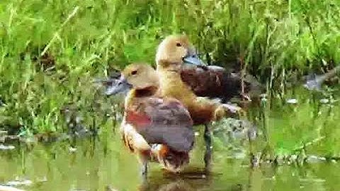 Male & Female lesser whistling teal Preening feathers closeup video