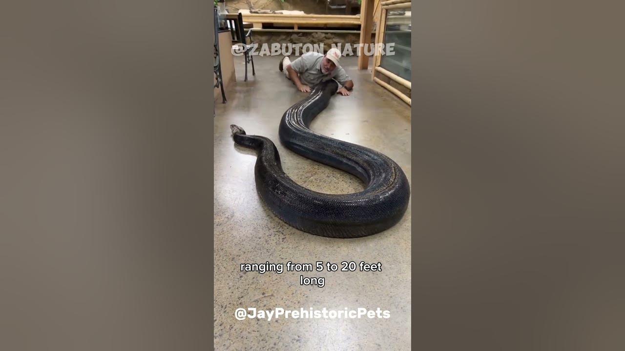 Python vs. Anaconda | Exploring the Differences in Two Epic Snakes #