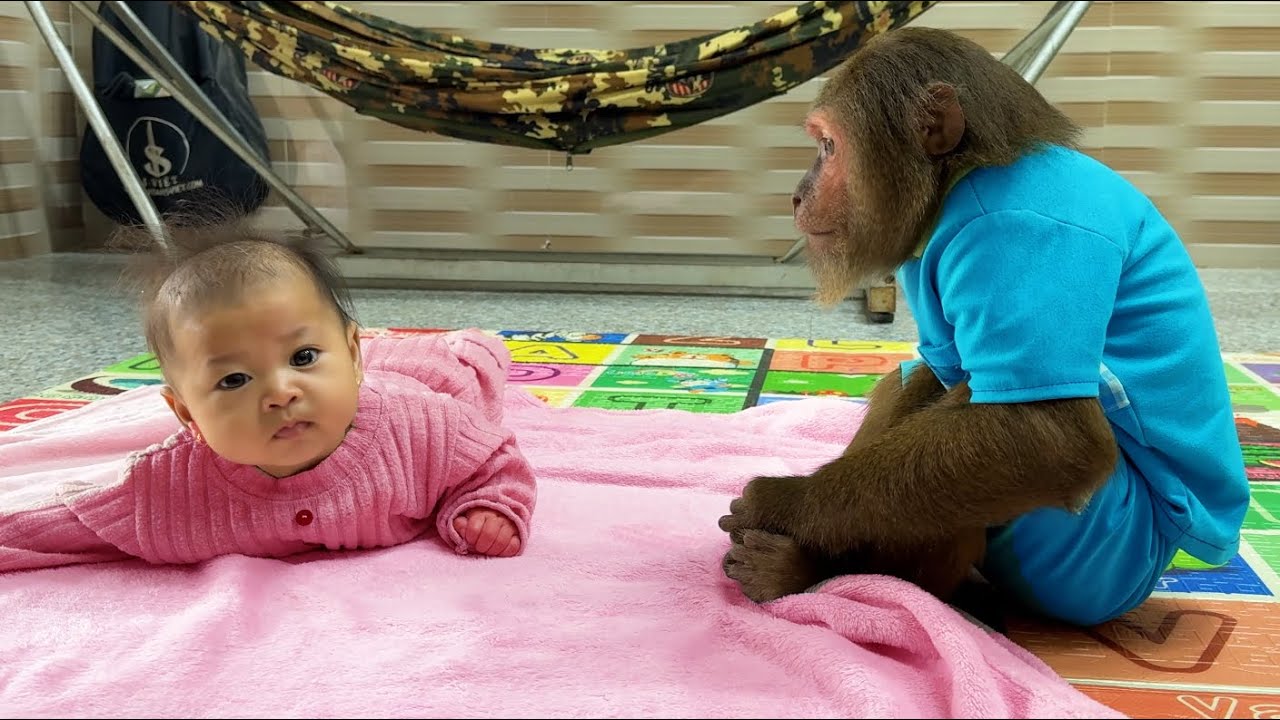 Monkey learns how to take care of Baby 😯