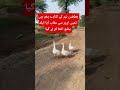 بطخیں نہر کے کنارے پھر رہی تھیں اوپر سے عقاب آیا ایک بطخ اٹھا کر لے گیا Birds Shorts Short Viral بطخیں نہر کے کنارے پھر رہی تھیں اوپر سے عقاب آیا ایک بطخ اٹھا کر لے گیا Birds Shorts Short Viral
