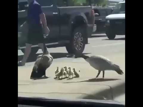 Trafikte kalan yavrularını korumak için insanı hacamat eden ördek