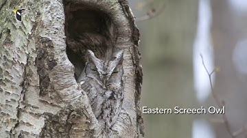 The Distinctive Calls of Owls  A Sampler
