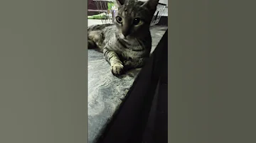 Simba 