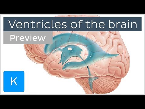 मस्तिष्क के निलय और सीएसएफ (पूर्वावलोकन) - मानव न्यूरोएनाटॉमी | केनहुब
