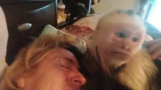 Capuchin Monkey Spit Bath