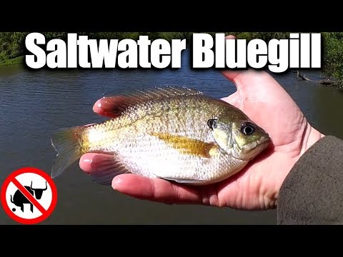 Saltwater Bluegill &