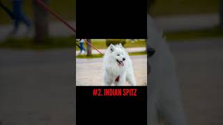 TOP 5 CHEAPEST DOG BREED IN INDIA 2022.  #shorts