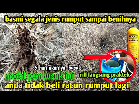 Video: Jamur Rumput Biasa: Identifikasi Dan Hilangkan Jamur Rumput