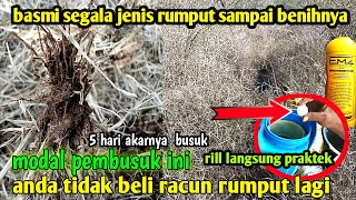 JUST 1 GRAIN 1 TENKI 5 DAYS IT ROTTS INSTANTLY, NO GRASS, IT WILL BE GONE WITH THIS ROTTING PRODU...