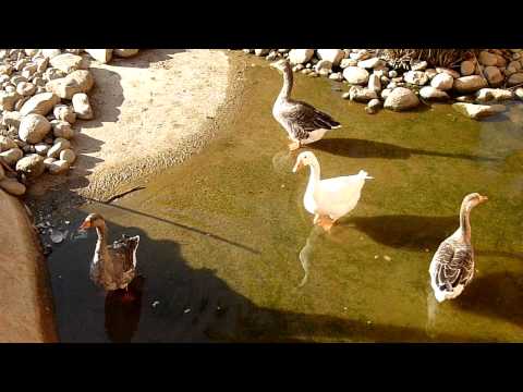 ZOO AGADIR - ( panasonic lumix dmc-fs30 )