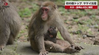 【速報】初の雌トップ ヤケイが出産 大分市の高崎山自然動物園