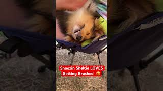 Sleeping sheltie loves getting brushed! #shorts #sheltie #dog #doglover #shetlandsheepdog #puppy