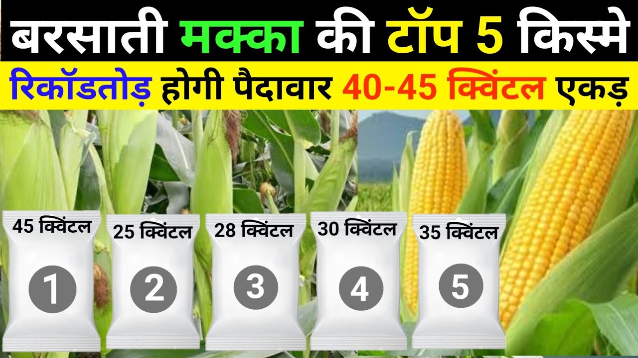 Top 5 Makka Variety in 2025 | Advanta 741 vs 751 | Dekalb & Pioneer से टक्कर?