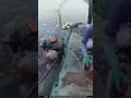 China ka loga Gilli 🐠 ka khana #viral #ytshorts #totalfact