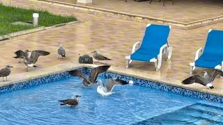 Так интересно получилось, чайки принесли мне неожиданную новость)))