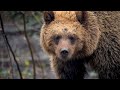 Why Do We Find Deadly Animals So Loveable? | The Science of Cute | BBC Earth
