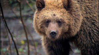 Why Do We Find Deadly Animals So Loveable? | The Science of Cute | BBC Earth