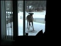 Cat scares deer away