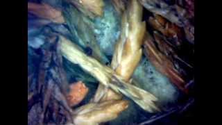 Conifer Spinning Mite Oligonychus Ununguis Control In Leylandii Hedges