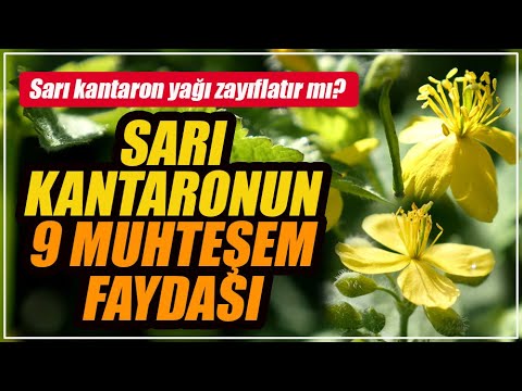 Video: Yarrow nerede yetişir? Bitkinin çeşitleri, tanımı ve fotoğrafı