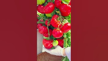 Petani sederhana panen tomat super merah sangat memuaskan #shorts