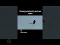 #26 penguin #viral #trending #penguine #funny