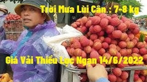 Lùi Cân Khi Bán Vải Trời Mưa, Giá Vải Ngày 14/6/2022 l Vải Thiều Lục Ngạn  l Núi Đồi Lục Ngạn