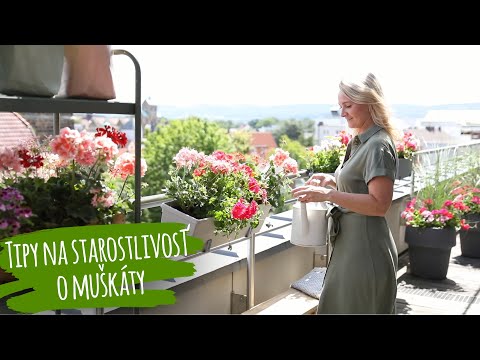 Video: Starostlivosť o rastliny Daphne – Ako rozkvitnúť zimné Daphnes