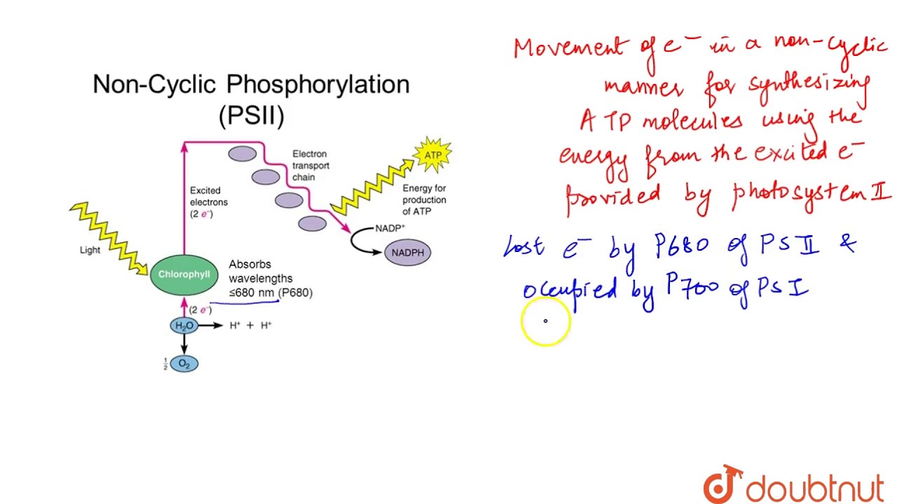 Noncyclic Photophosphorylation