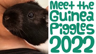 Meet Our 6 Guinea Pigs 2022: Guinea Piggles by Guinea Piggles 1,902 views 1 year ago 5 minutes, 49 seconds