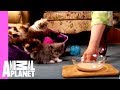 A Lot of New Firsts for Adorable Persian Kittens