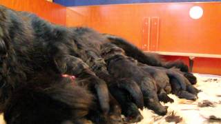 Newfoundlander Pups Week 2