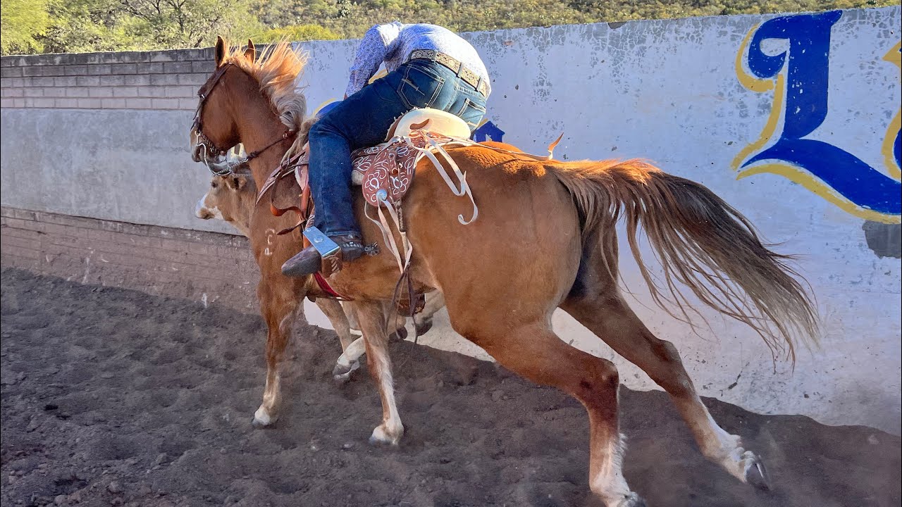 EL CAPULIN DE LOS SALINAS TEPETONGO ZACATECAS 2024 YouTube