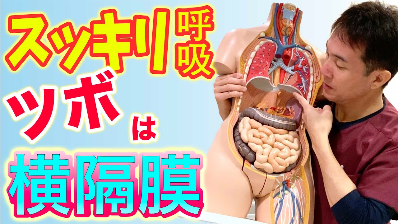 【自律神経失調症 呼吸】横隔膜を緩めてスッキリ呼吸！自律神経を整える【のむら整骨院 大阪】