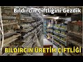 BILDIRCIN ÜRETİM ÇİFTLİĞİ (Bıldırcın Çiftliğini Gezdik) #Bahçelievler #istanbul #satılık  #bıldırcın