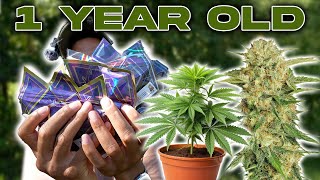These Strains Are An ENTIRE YEAR OLD 😳💨