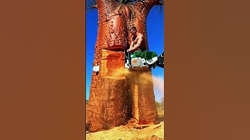 Wait… He’s Cutting THIS Tree?! 😱🌳#shorts#treecutting#chainsaw#monster#stihl#heavymachinery#wood#epic