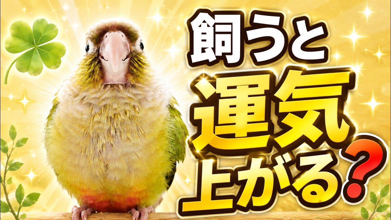 インコは幸運のシンボル？風水での意味を調べてみた - YouTube