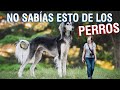 Cosas que NO SABÍAS de los PERROS | Mascotas