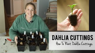 Taking Cuttings & Rooting Dahlias for Cut Flowers : Sunshine and Flora Flower Farm