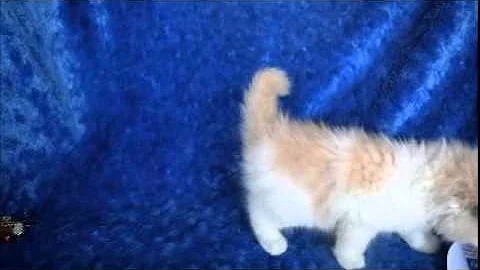 Video 1112991: kitten ragdollkittens, mink kitten, bicolor mink, mink male, kitten red, kitten adoption