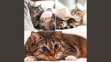 Pulsating Moods for Dreaming Cats