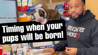 Timing when your pups will be born! Timing c-sections & whelp dates.