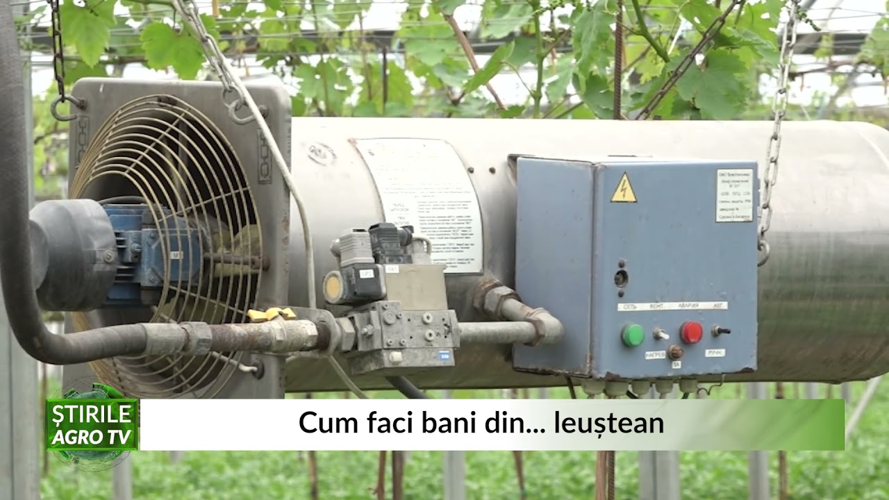 VIDEO Cum să faci bani din leuștean 1 VIDEO Cum să faci bani din leuștean YouTube player