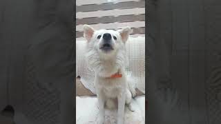 Tuffy||Pom dog||funny videos#shorts