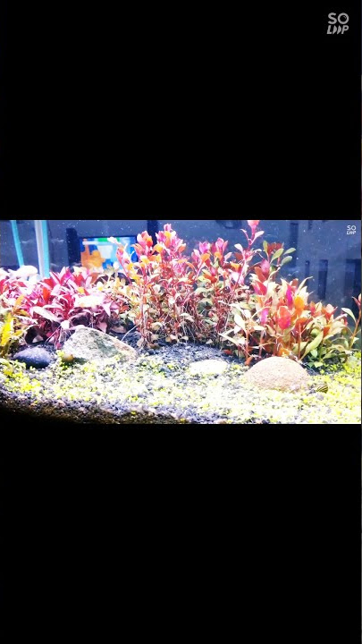 Download lagu buat pemula yang mau belajar aquascape tema dutch style boleh dicoba nih #shorts