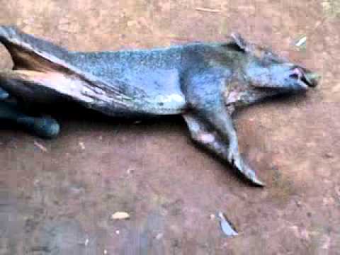 Adu Bagong sumedang sampai mati - YouTube