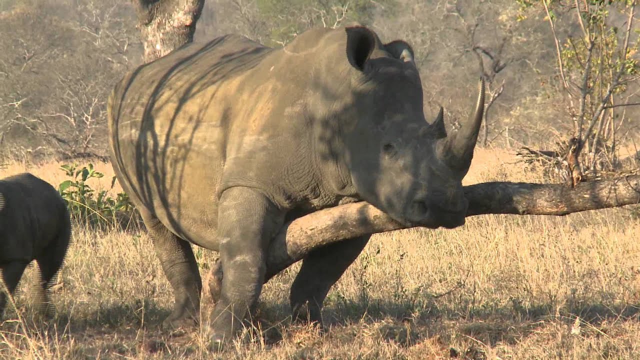 playful baby rhino YouTube